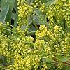 Chiastophyllum oppositifolium, flowers