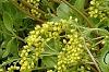 Chiastophyllum oppositifolium, flowers