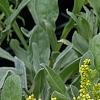 Chiastophyllum oppositifolium, flowers