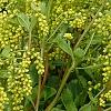 Chiastophyllum oppositifolium, flowers