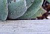 Kalanchoe tomentosa, habit