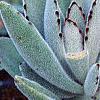 Kalanchoe tomentosa, habit