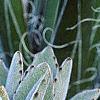 Kalanchoe tomentosa, habit