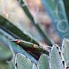 Kalanchoe tomentosa, habit