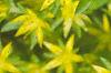 Sedum acre, flowers