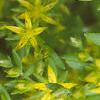 Sedum acre, flowers