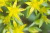 Sedum acre, flowers