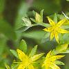 Sedum acre, flowers