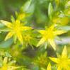 Sedum acre, flowers