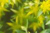 Sedum acre, flowers