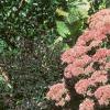 Sedum atlanticum 'Autumn Joy', habit
