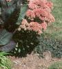 Sedum atlanticum 'Autumn Joy', habit