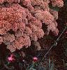 Sedum atlanticum 'Autumn Joy', habit