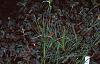 Sedum atlanticum 'Autumn Joy', habit