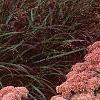 Sedum atlanticum 'Autumn Joy', habit