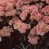Sedum atlanticum 'Autumn Joy', habit