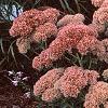 Sedum atlanticum 'Autumn Joy', habit