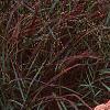 Sedum atlanticum 'Autumn Joy', habit