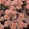Sedum atlanticum 'Autumn Joy', habit