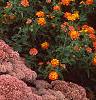 Sedum atlanticum 'Autumn Joy', habit