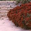 Sedum atlanticum 'Autumn Joy', habit