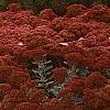 Sedum atlanticum 'Autumn Joy', habit