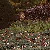 Sedum atlanticum 'Autumn Joy', habit