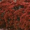 Sedum atlanticum 'Autumn Joy', habit