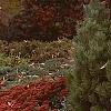 Sedum atlanticum 'Autumn Joy', habit