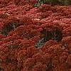 Sedum atlanticum 'Autumn Joy', habit
