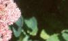 Sedum atlanticum 'Autumn Joy', flowers