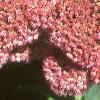 Sedum atlanticum 'Autumn Joy', flowers