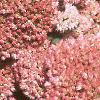 Sedum atlanticum 'Autumn Joy', flowers