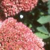 Sedum atlanticum 'Autumn Joy', flowers