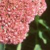 Sedum atlanticum 'Autumn Joy', flowers