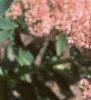 Sedum atlanticum 'Autumn Joy', flowers