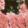 Sedum atlanticum 'Autumn Joy', flowers