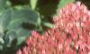Sedum atlanticum 'Autumn Joy', flowers