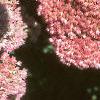 Sedum atlanticum 'Autumn Joy', flowers