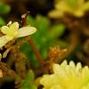 Sedum japonicum 'Tokyo Sun', habit