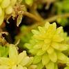Sedum japonicum 'Tokyo Sun', habit