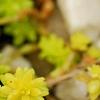 Sedum japonicum 'Tokyo Sun', habit