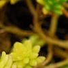 Sedum japonicum 'Tokyo Sun', habit