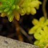 Sedum japonicum 'Tokyo Sun', habit