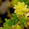 Sedum japonicum 'Tokyo Sun', habit