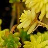 Sedum japonicum 'Tokyo Sun', habit