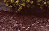 Sedum kamtschaticum, habit