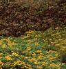 Sedum kamtschaticum, habit