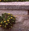 Sedum kamtschaticum, habit