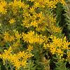 Sedum kamtschaticum, flowers